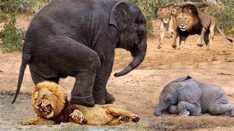 Lion Attacks Elephant