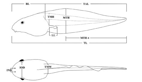 Outline of tadpole (lateral and dorsal views), depicting measurements ...