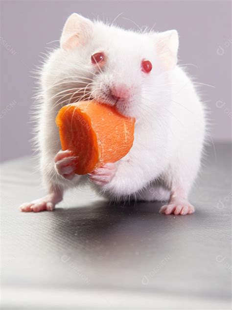 Hamster Albino Comendo Cenoura Imagem JPG [download] - Designi