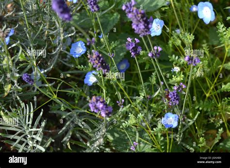 Blue and purple flowers Stock Photo - Alamy