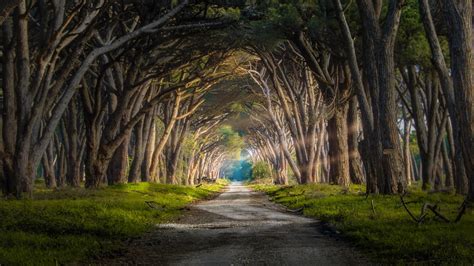 forest, Sun Rays, Grass, Trees, Road, Italy, Nature, Landscape Wallpapers HD / Desktop and ...