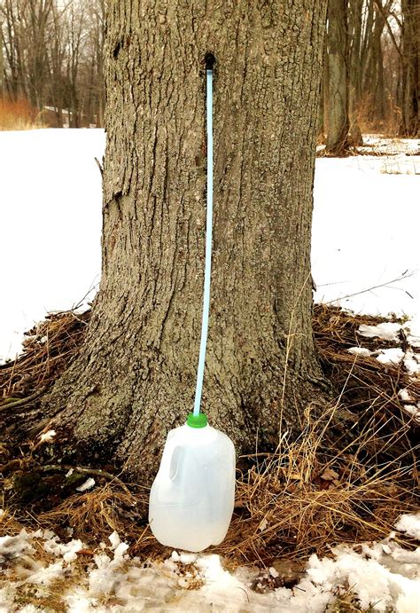 Maple Syrup Taps Pack of 10 Lifetime Guarantee Tree Saver Maple Tree Taps | eBay