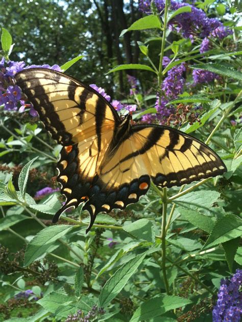 Swallowtail butterfly from my garden | Swallowtail butterfly ...