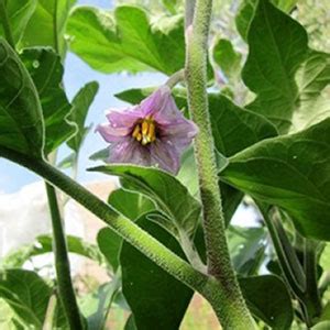 How to Grow Eggplant in a Container - Fine Gardening