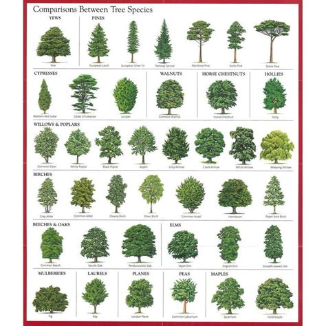 Image result for alder tree identification | Tree leaf identification, Tree identification, Leaf ...