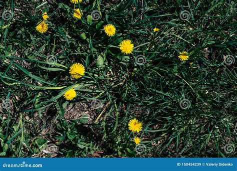 Spring grass with flowers stock image. Image of floral - 150454239