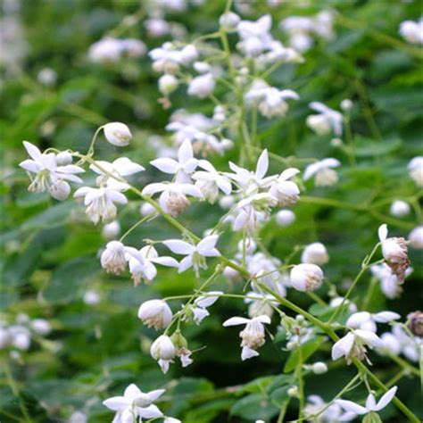 Thalictrum delavayi 'Album' - Dorset Perennials