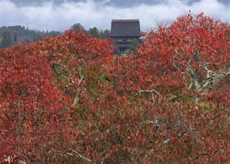 Mount Yoshino (Nara) in Fall: Exploring One of Japan's Famous Places for Autumn Leaves! | LIVE ...