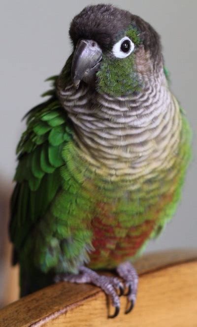 Small parrots - Bird lovers only!