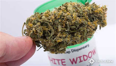 White Widow Marijuana Strain (Review)