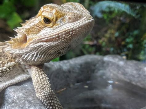 How Often Do Bearded Dragons Need Water? - Reptile District