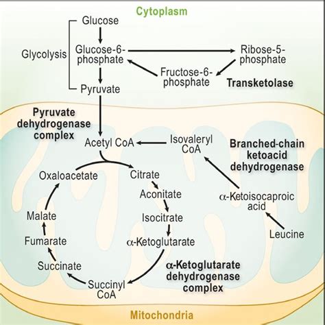 The three thiamine-dependent enzymes and their role in the pathogenesis... | Download Scientific ...