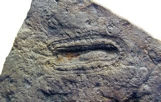 Kimberella quadrata (Ediacaran fossil) in sandstone (Ust-P… | Flickr