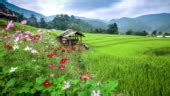 Terraced Rice Paddy Field At Sunrise Stock Video - Download Video Clip Now - Agricultural Field ...