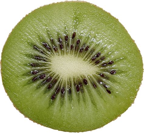 Kiwifruit, Hardy kiwi, Plant, Flower Free Photo Download | FreeImages