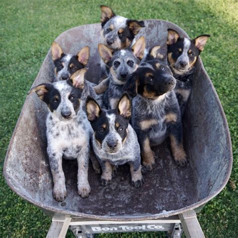 Blue heeler puppies | Blue heeler puppies, Puppies, Heeler puppies