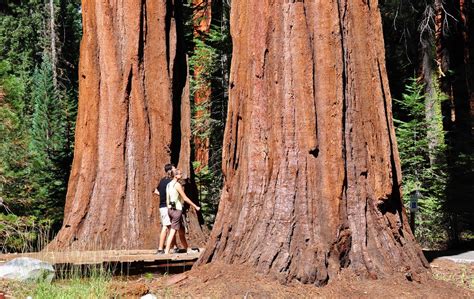 Nikon Sniper: Sequoia National Forest