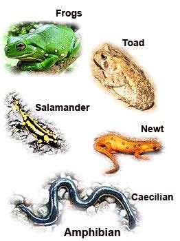 Examples Of Amphibians