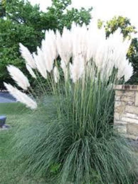 100 Seeds-White Pampass Grass Seeds CORTADERIA | Etsy