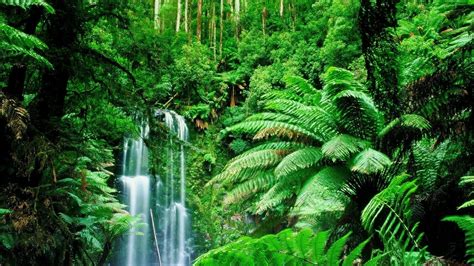 Tropical Rainforests Wallpaper