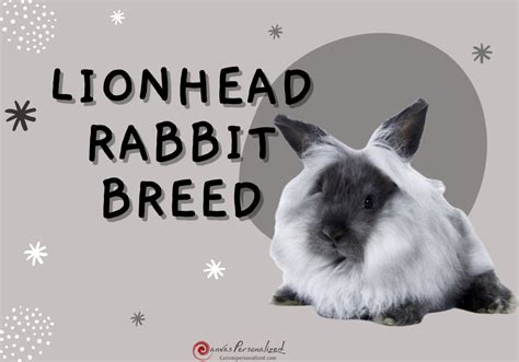 Meet Lionhead Rabbit Breed: Playful And Cuddly Pets