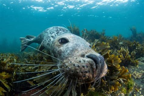 What Are the Different Types of Seals and How Can You Tell the ...