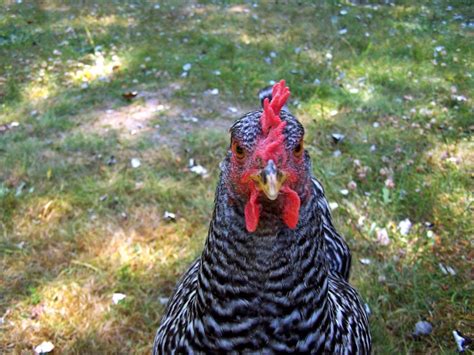 Types of chicken beaks | BackYard Chickens - Learn How to Raise Chickens