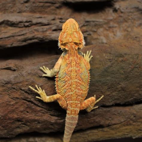 Species Profile - Bearded Dragon, Pogona vitticeps | Evolution Reptiles