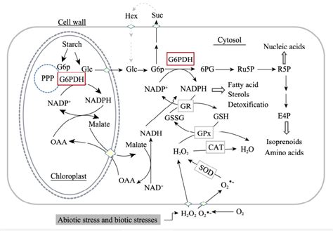 Glucose-6-phosphate dehydrogenase - Creative Enzymes