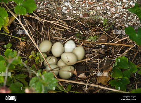 Pheasant Eggs Stock Photos & Pheasant Eggs Stock Images - Alamy