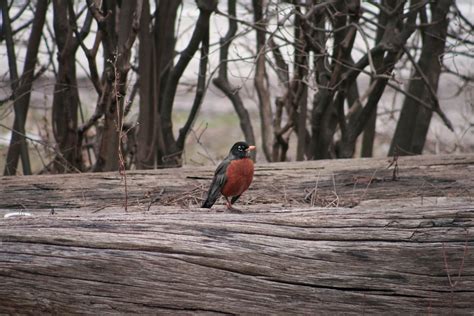 Spring Robin Free Stock Photo - Public Domain Pictures