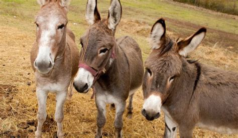 Ultimate Guide to Owning a Pet Donkey - Helpful Horse Hints