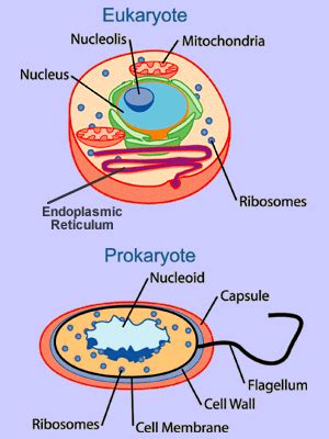 Organelles In Eukaryotic Cells Answer Key - img-clam