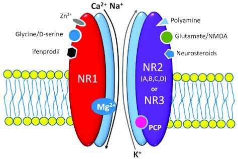 The scheme of N-methyl-D-aspartic acid (NMDA) receptor structure with ...