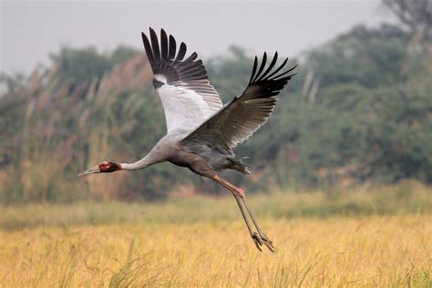 Siberian Crane Wallpapers - Wallpaper Cave