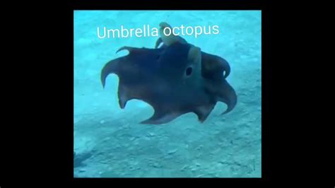 umbrella octopus - YouTube