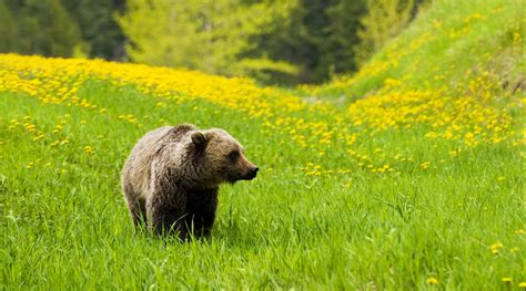 Grizzly Bears in Northeast Washington - Conservation Northwest | Protecting, Connecting and ...