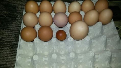 isa brown chicken eggs