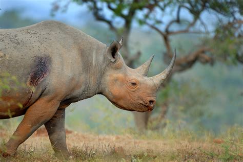 Black rhinos eavesdrop on the alarm calls of hitchhiking oxpeckers to ...