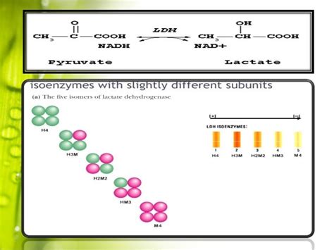 LDH Isoenzymes