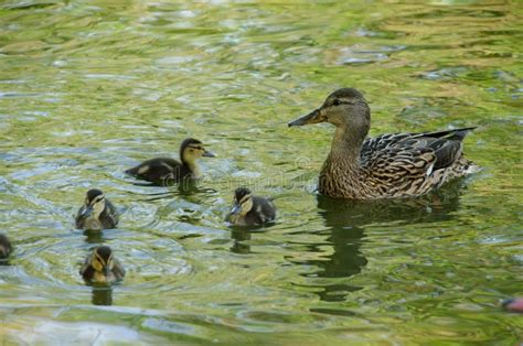 Wild Duck with Ducklings in the Pond Stock Photo - Image of childhood, duck: 103787134