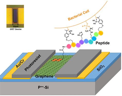 Graphene underpins a new platform to selectiv | EurekAlert!