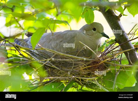 Eurasian collared dove in a nest Stock Photo - Alamy