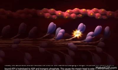 Muscle Contraction Process: Molecular Mechanism [3D Animation] on Make a GIF