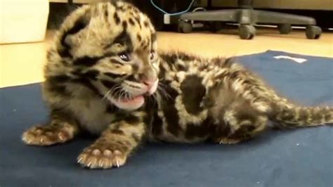 Adorable clouded leopard kitten doing well in Florida zoo - ABC7 Los ...