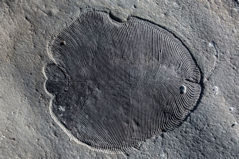 Scientists solve mystery shrouding oldest animal fossils