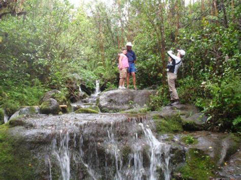 Mount Waialeale Rainforest Hike (Easy to Moderate) tours, activities ...