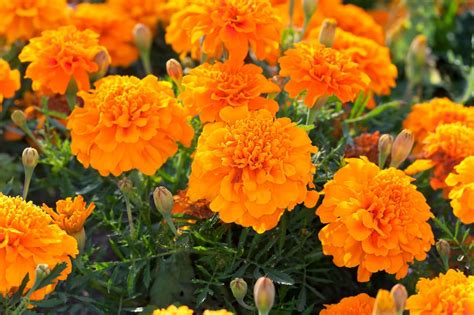 What Color Do Marigolds Come In? (Ultimate Guide) - Petal Republic