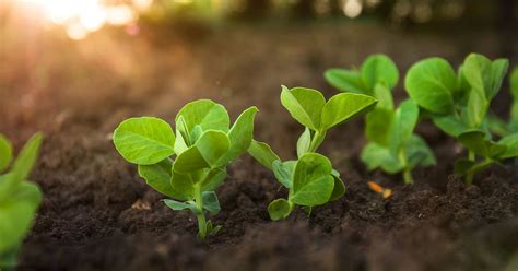 Snow Peas Planting, Care, & Harvesting Guide - The Garden Magazine