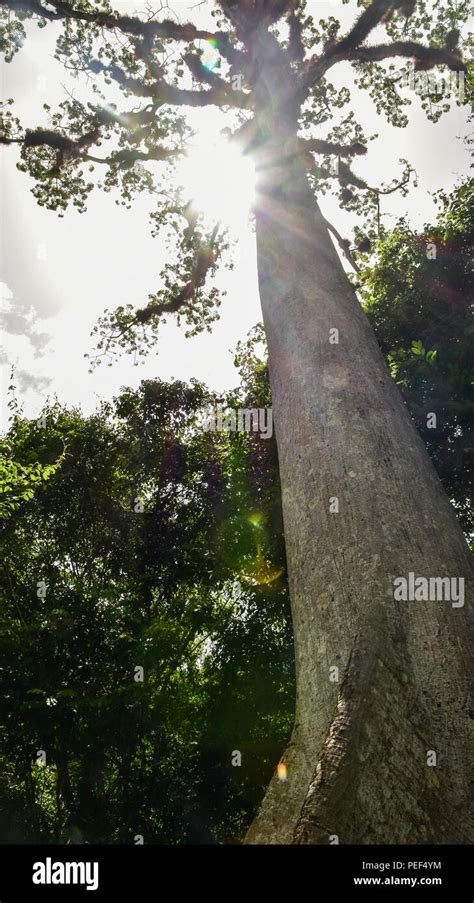 Ceiba Tree at Tikal National Park, Guatemala Stock Photo - Alamy